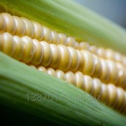 Семена кукурузы ЗПТК 260