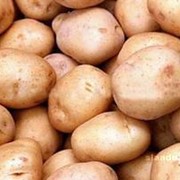 Картофель, Паслён клубнено́сный фото
