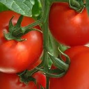 Семена помидоров фотография