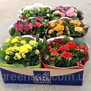 Цветущие комнатные растения -- Indoor plants flowering фото