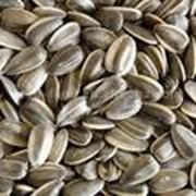 Семена подсолнечника калиброванного 3,6 + фото