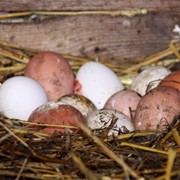 Яйца куриные, домашнии сельские фото