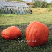 Семена тыквы кол-во: 500г Голиаш фото