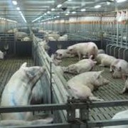 Разведение племенных свиней, прямые поставки племенных свиней фото