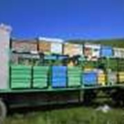 Павильон передвижной для пчел фото