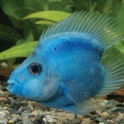 Рыбка аквариумная Синий бесхвостый попугай фото