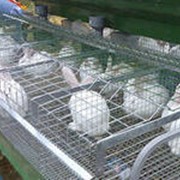Клетки для кроликов в России фото
