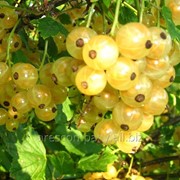 Смородина Ribes niveumBIAŁA Z JÜTEBORG Weisse aus Jüteborg рост 60 – 80