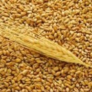 Зерно, зерновые культуры. Пшеница.