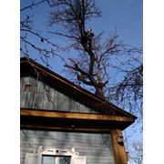 Удаление опасно-аварийных деревьев  фото