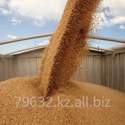 Пшеница первого класса