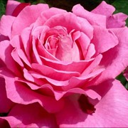 Саженцы розы чайно-гибридные
