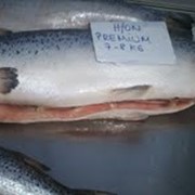 Лосось крупным оптом, рыба морская оптов в Украине фото