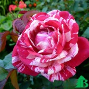 Саженцы розовых роз фото