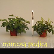 Мимоза стыдливая -- Mimosa pudica фото