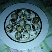 Яйца перепелиные домашние оптом фотография