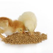 Комбикорм для цыплят-бройлеров. фото
