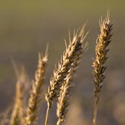 Продажа зерновых как на рынке Украины, так и за ее пределами фото