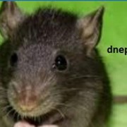 Уничтожение крыс, вывести крыс, мышей, дератизация в Днепропетровске, Днепропетровской области фотография