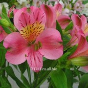 Срезанный цветок Альстромерия Sukari фото