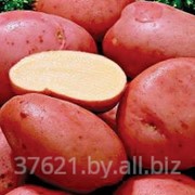 Картофель семенной Ароза 1РС фото