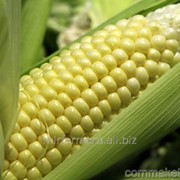 Семена кукурузы Розівський 311 СВ