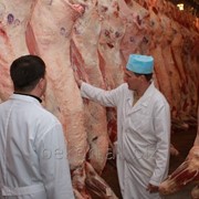 Мясо говядины I категория в полутушах бычки охлажденное фотография