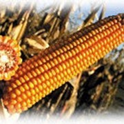 Гибрид кукурузы Эс Олимпус фото