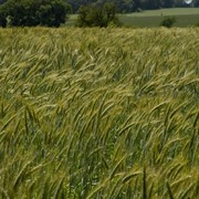 Семена пшеницы твердой яровой