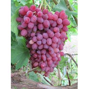 Саженцы винограда Велис киш-миш фото