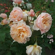 Розы ALEXANDRINE фото
