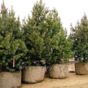 Сосна Черная Pinus nigra Green Tower 20-30cm,ko 2,0 l фотография