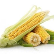 Семена кукурузы оптом фотография