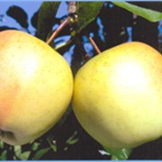 Саженцы яблони Голден смути фото