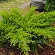 Можжевельник средний Juniperus xpfitzeriana Wilhelm Pfitzer 20-60 C2 фотография