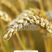 Семена озимой пшеницы Золотоколосая оптом украина фотография