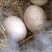 Яйцо Мускусной утки (Индоутки) фотография