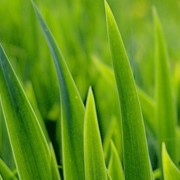 Отдушка зеленая трава фото