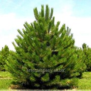 Сосна Черная Pinus nigra Bambola Штамб km90cm,15-20cm ,ko 5,0 l