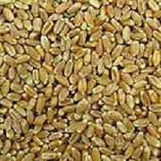 Реализуем пшеницу товарную 3 класса