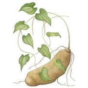 Клубневые растения (картофель) фото