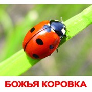 Карточки “Насекомые“ фото