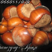 Плоды крупноплодного фундука Трапезунд в скорлупе фотография