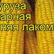 Продаем семена кукурузы Лакомка 121 в Краснодаре фото
