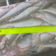 Корюшка свежемороженая фото