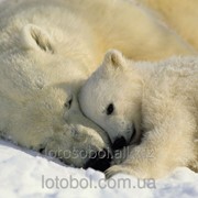 Фотообои “Polar Bears“ 127х184 1-605 NG 2000000404844 фото