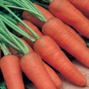 Семена моркови Шантанз Рэд Кор фото