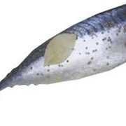 Рыба пряного посола от производителя Львов фото
