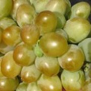 Бируинца, Саженцы винограда в Укаине, цена, фото, купить, сажанцы экспорт, черенки, зеленые саженцы, черенки винограда, размножение винограда черенками, посадка винограда черенками, как вырастить виноград из черенка фотография