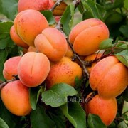 Саженцы абрикоса Аврора фото